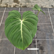 Load image into Gallery viewer, #705 Philodendron Gloriosum