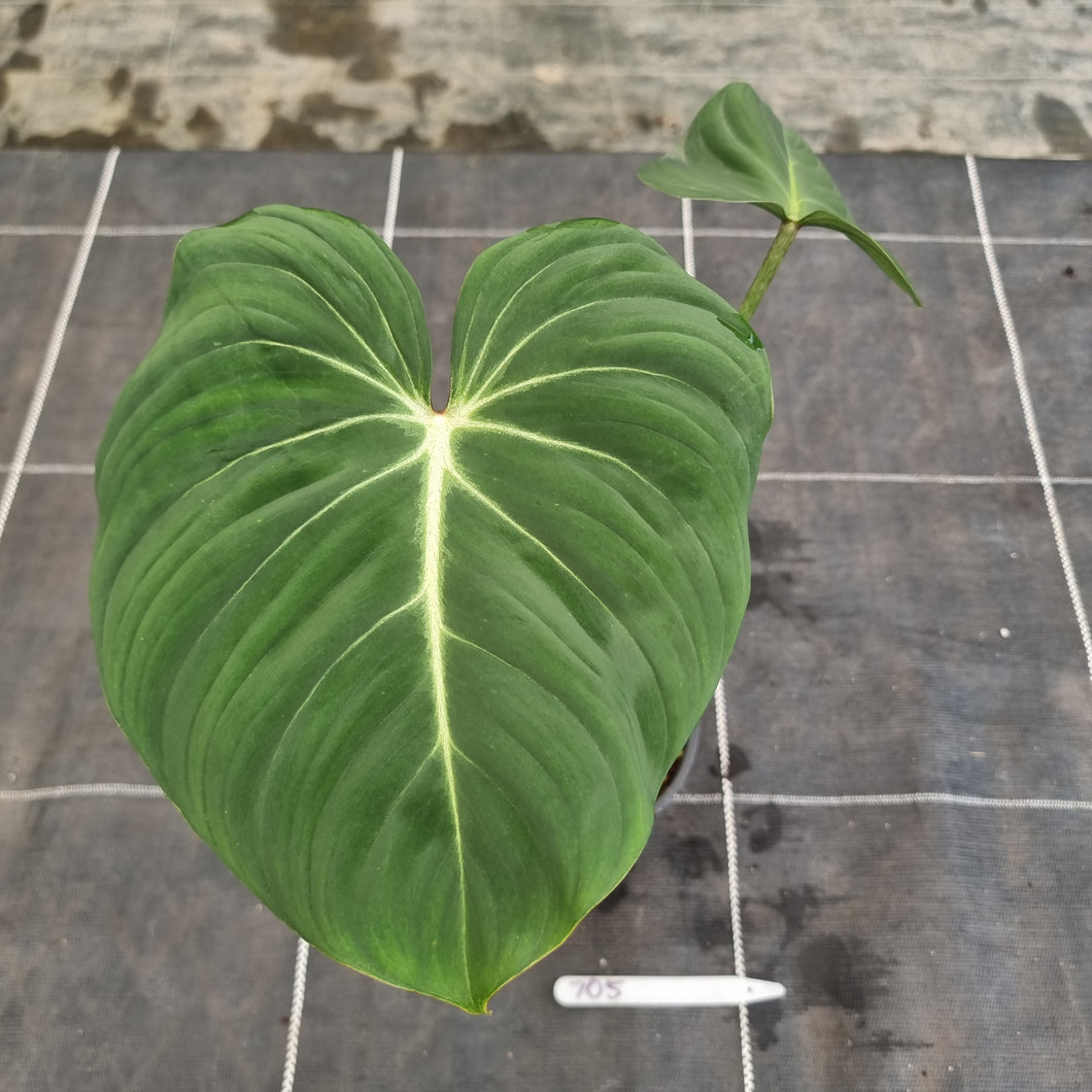 #705 Philodendron Gloriosum