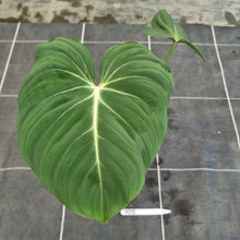 Load image into Gallery viewer, #705 Philodendron Gloriosum