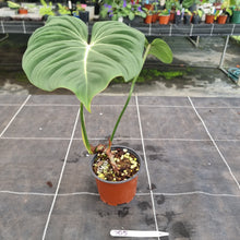 Load image into Gallery viewer, #705 Philodendron Gloriosum