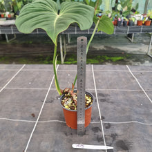 Load image into Gallery viewer, #705 Philodendron Gloriosum