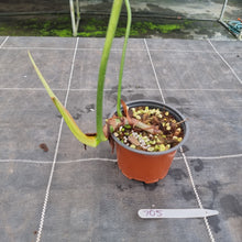 Load image into Gallery viewer, #705 Philodendron Gloriosum