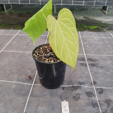 #1 Anthurium Magnificum Hybrid x