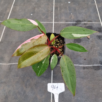 #94 Philodendron Pink Princess