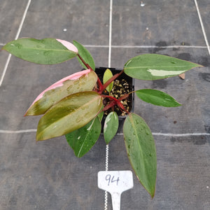 #94 Philodendron Pink Princess