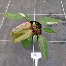 Load image into Gallery viewer, #94 Philodendron Pink Princess