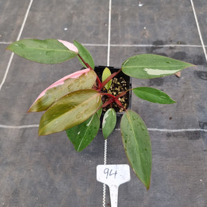 #94 Philodendron Pink Princess