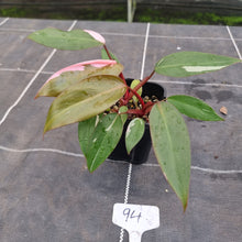 Load image into Gallery viewer, #94 Philodendron Pink Princess
