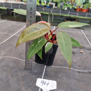 #94 Philodendron Pink Princess