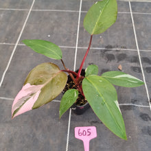 Load image into Gallery viewer, #605 Philodendron Pink Princess