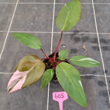 Load image into Gallery viewer, #605 Philodendron Pink Princess