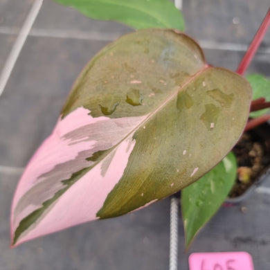 #605 Philodendron Pink Princess