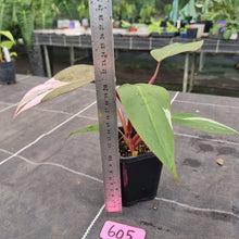 Load image into Gallery viewer, #605 Philodendron Pink Princess