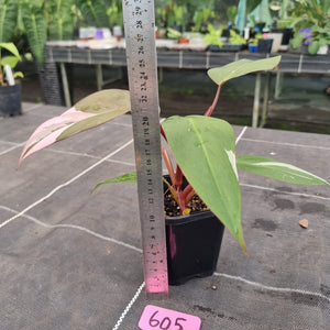 #605 Philodendron Pink Princess