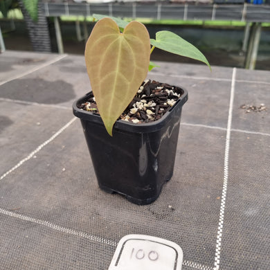 #100 Anthurium Hybrid x Hoffmanii