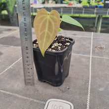 Load image into Gallery viewer, #100 Anthurium Hybrid x Hoffmanii
