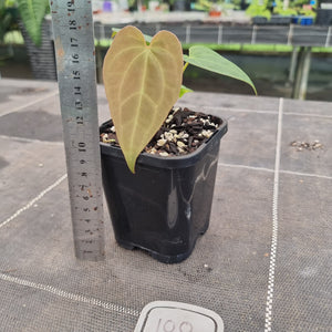 #100 Anthurium Hybrid x Hoffmanii