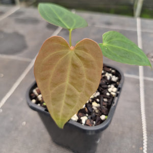 #100 Anthurium Hybrid x Hoffmanii