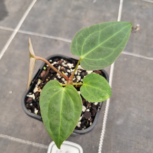 #100 Anthurium Hybrid x Hoffmanii