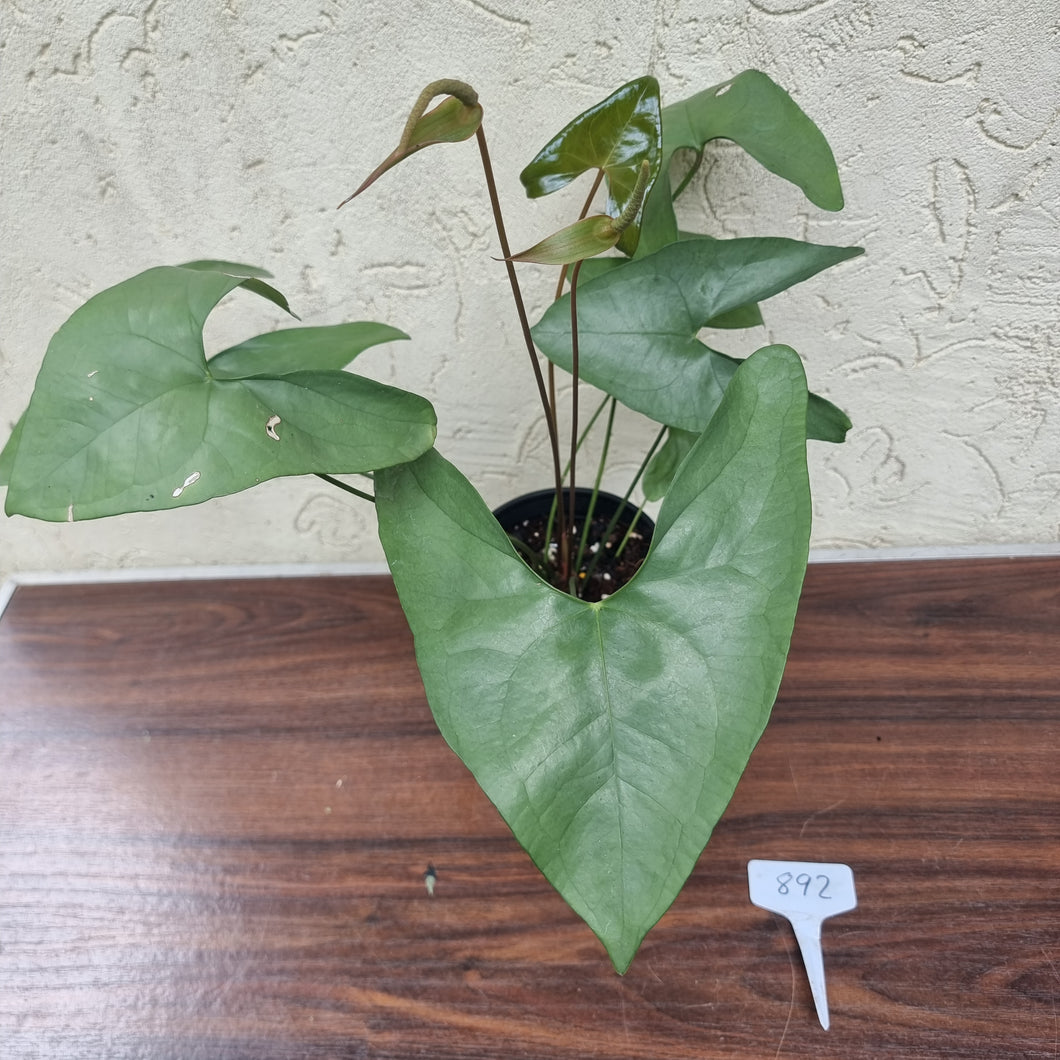 #892 Anthurium Berriozabalense