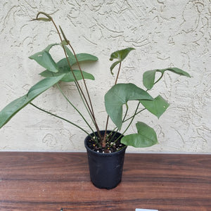 #892 Anthurium Berriozabalense