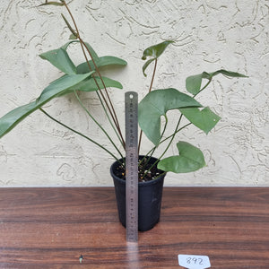 #892 Anthurium Berriozabalense