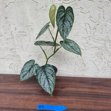 #B1 Philodendron Brandtianum