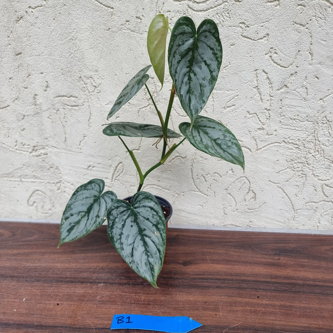 #B1 Philodendron Brandtianum