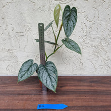 Load image into Gallery viewer, #B1 Philodendron Brandtianum