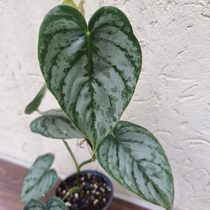 #B1 Philodendron Brandtianum
