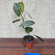 Load image into Gallery viewer, #B1 Philodendron Brandtianum