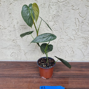 #B1 Philodendron Brandtianum