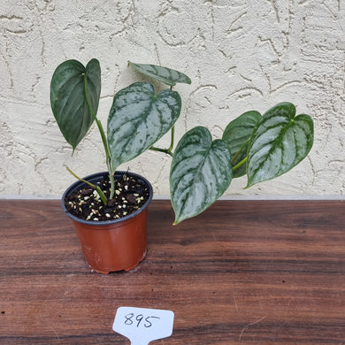 #895 Philodendron Brandtianum