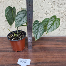 Load image into Gallery viewer, #895 Philodendron Brandtianum