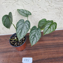 Load image into Gallery viewer, #895 Philodendron Brandtianum