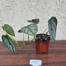 Load image into Gallery viewer, #895 Philodendron Brandtianum