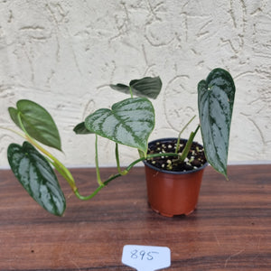 #895 Philodendron Brandtianum