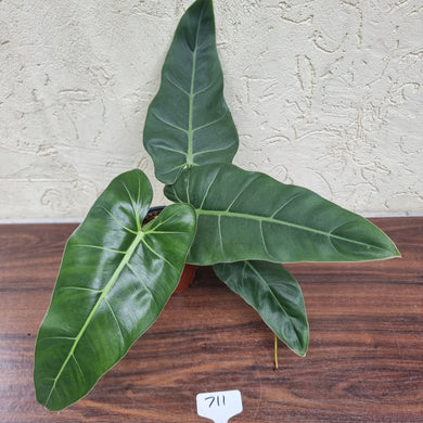 #711 Philodendron Maximum