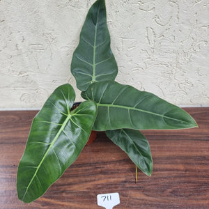 #711 Philodendron Maximum