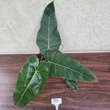 Load image into Gallery viewer, #711 Philodendron Maximum