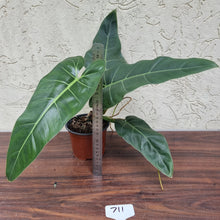 Load image into Gallery viewer, #711 Philodendron Maximum