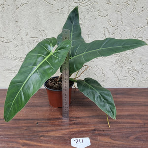 #711 Philodendron Maximum
