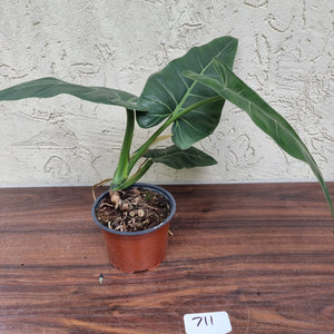 #711 Philodendron Maximum