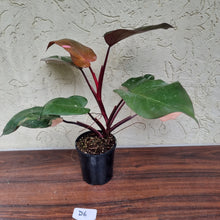 Load image into Gallery viewer, #D6 Philodendron Pink Princess