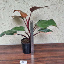 Load image into Gallery viewer, #D6 Philodendron Pink Princess