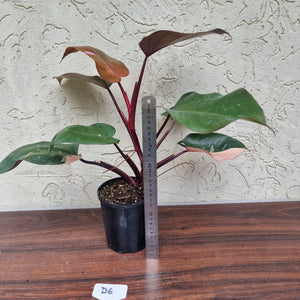 #D6 Philodendron Pink Princess
