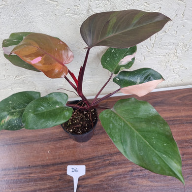 #D6 Philodendron Pink Princess