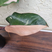 Load image into Gallery viewer, #D6 Philodendron Pink Princess