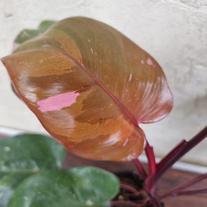 #D6 Philodendron Pink Princess