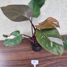 Load image into Gallery viewer, #D6 Philodendron Pink Princess